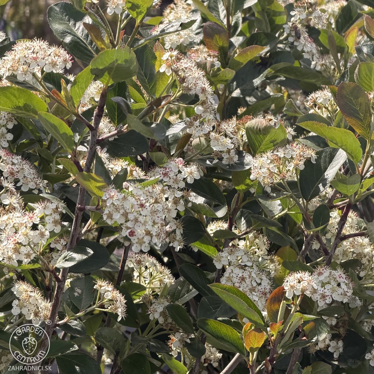 Obrázok Arónia čerešňolistá (Aronia × prunifolia) ´VIKING´ - výška 90-100 cm, kont. C3L - TOČENÝ KMEŇ, VIACKMENNÁ